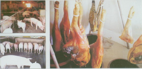 鎮(zhèn)康縣優(yōu)質(zhì)豬火腿加工項(xiàng)目