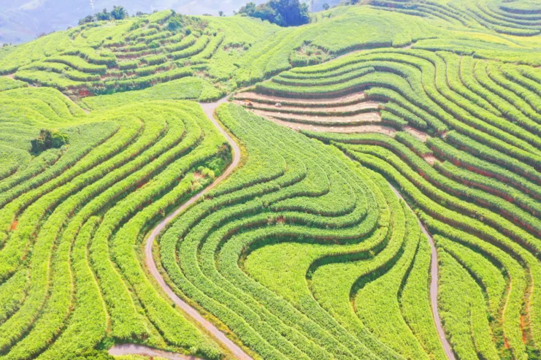 鎮(zhèn)康勐堆：“綠色森林”“金色產(chǎn)值”豐收在即