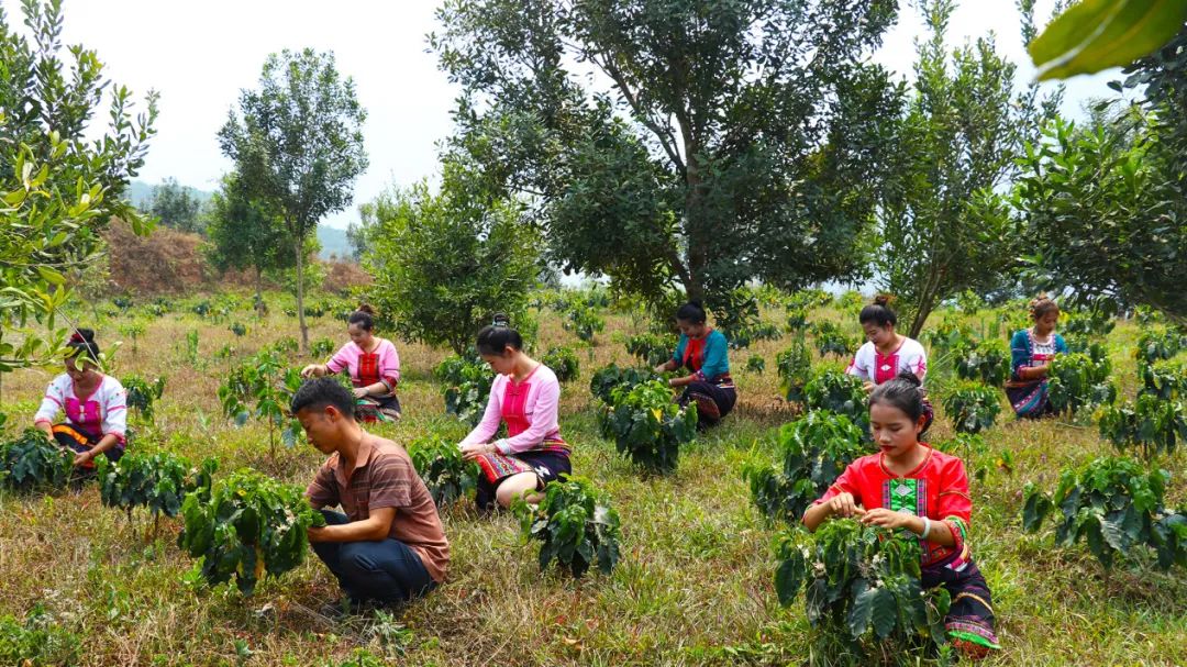 哈里村村民到云南鎮(zhèn)康哈里咖啡莊園有限責任公司哈里咖啡莊園務(wù)工（2025年4月3日李麗君攝） (3).jpg